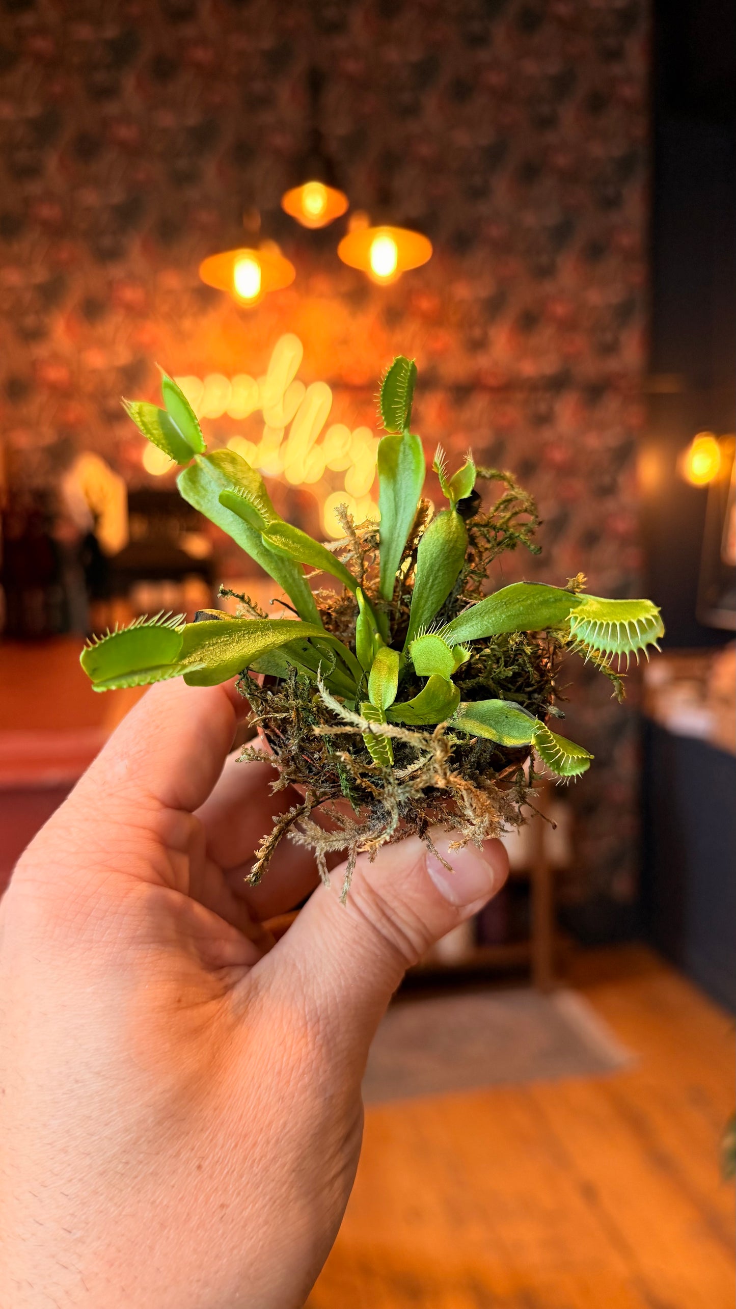 2.5” Venus Fly Trap