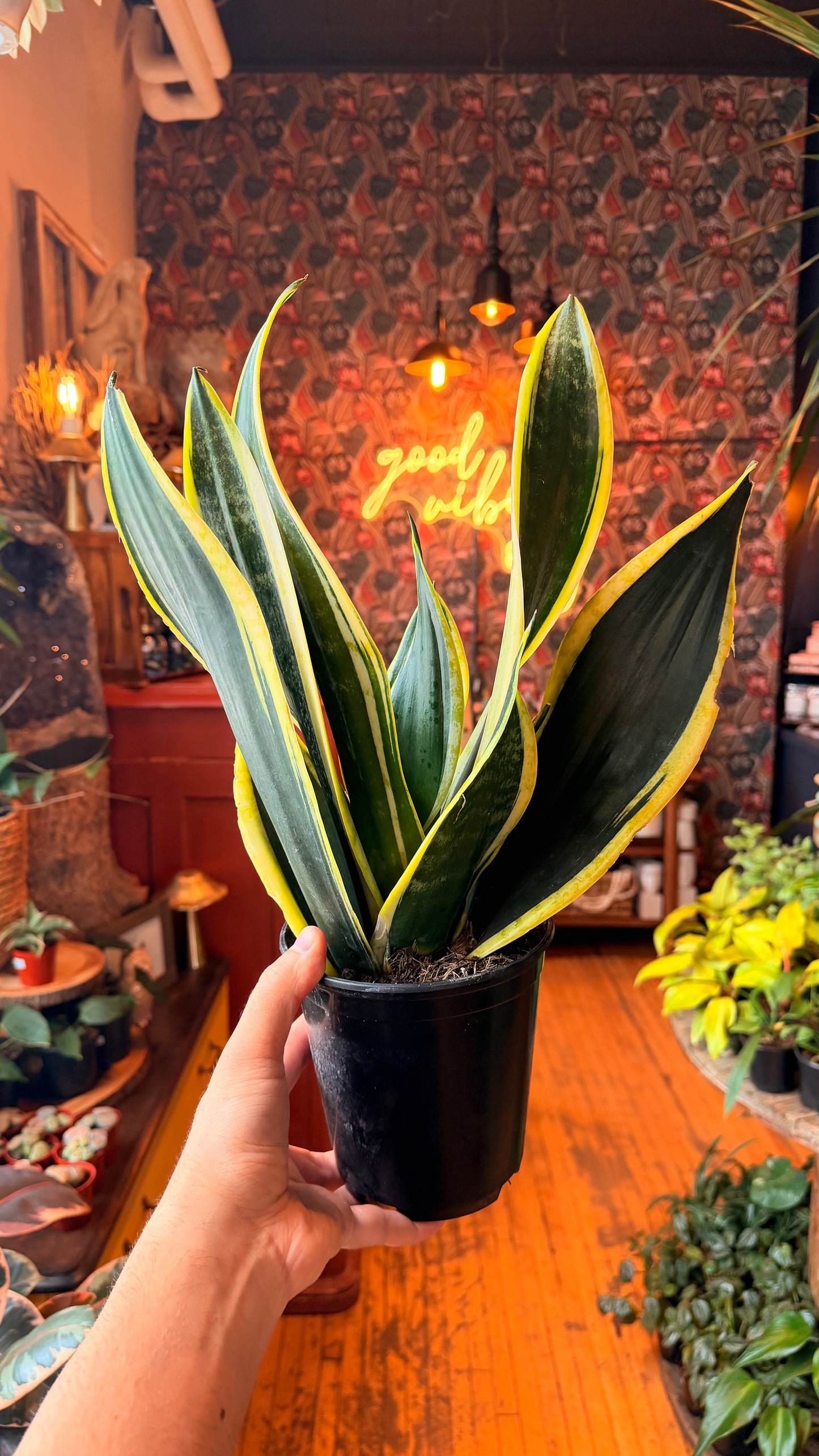 6” Black Gold Snake Plant