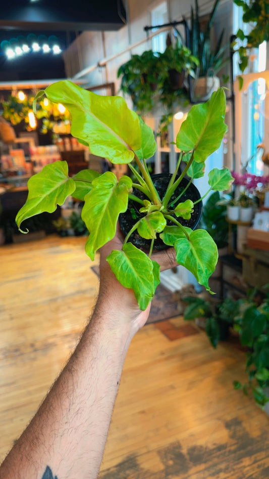 4” ‘Golden Apple’ Xanadu Philodendron