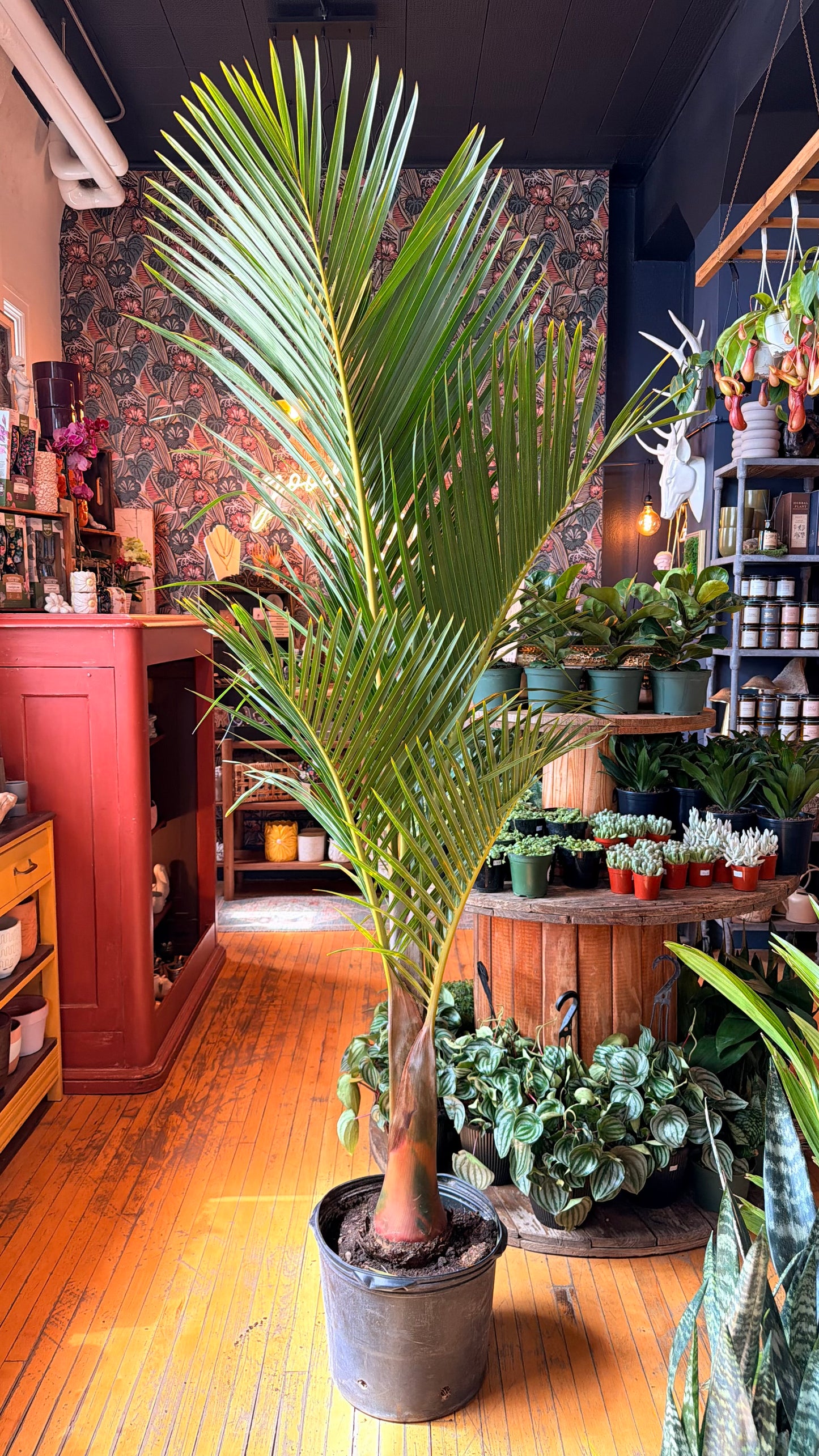 14” Spindle Palm