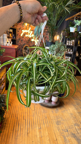 8” Curly Spider Plant Variegated