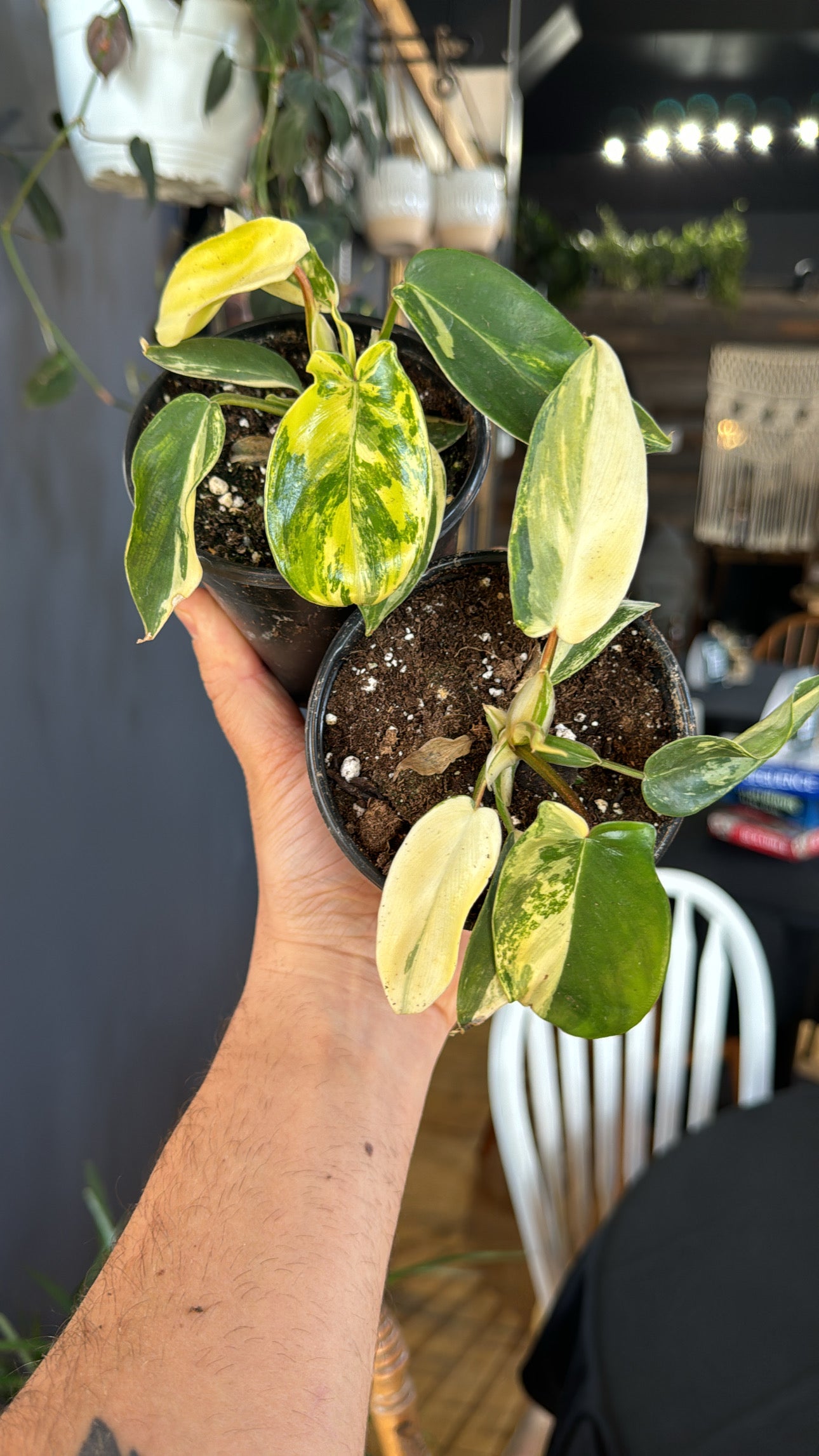 4” Variegated Florida Beauty Philodendron