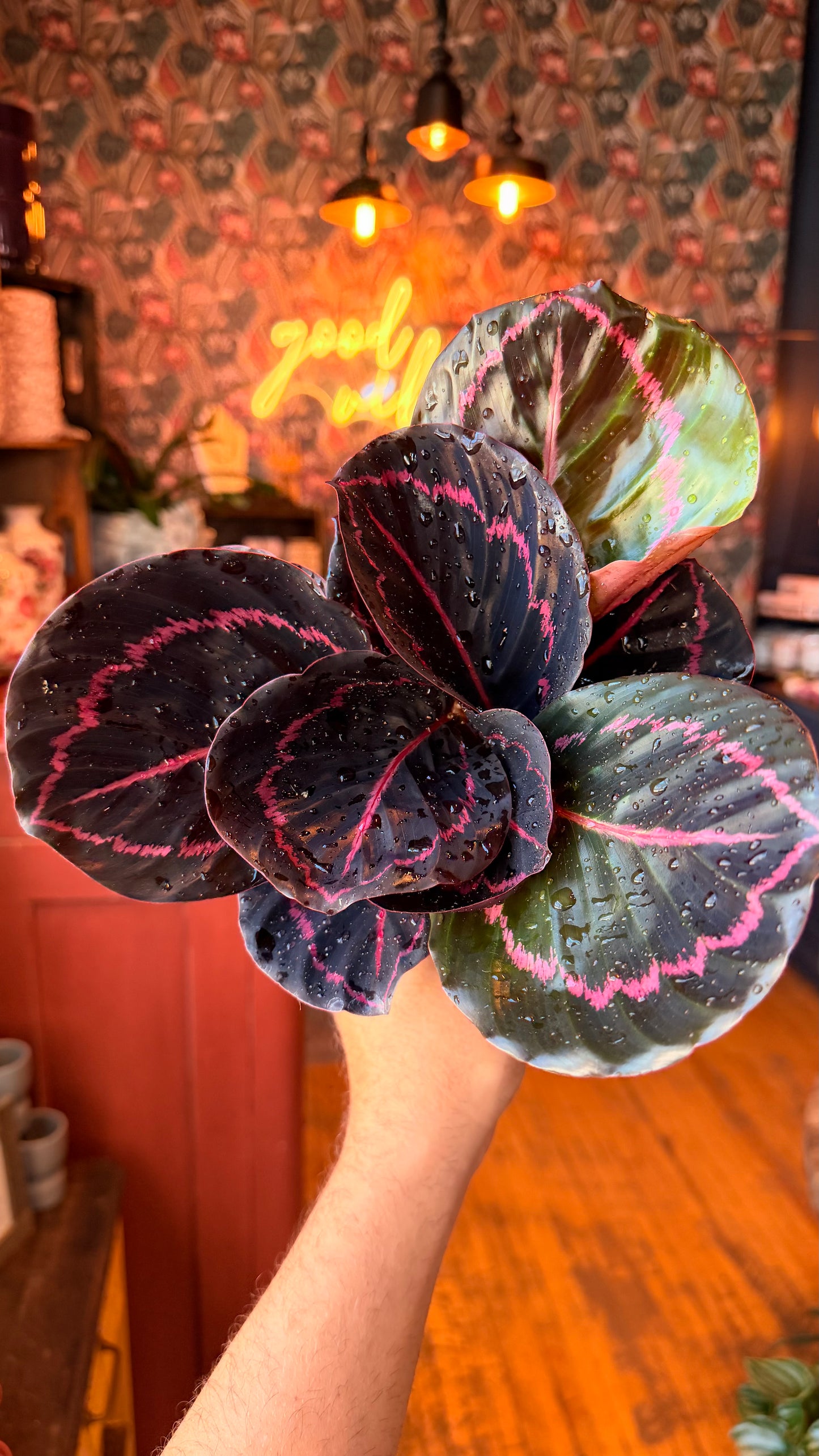 4” Dottie Calathea