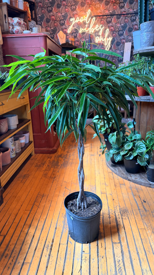 10” Alli Braid Ficus