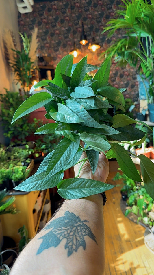 6” Cebu Blue Pothos