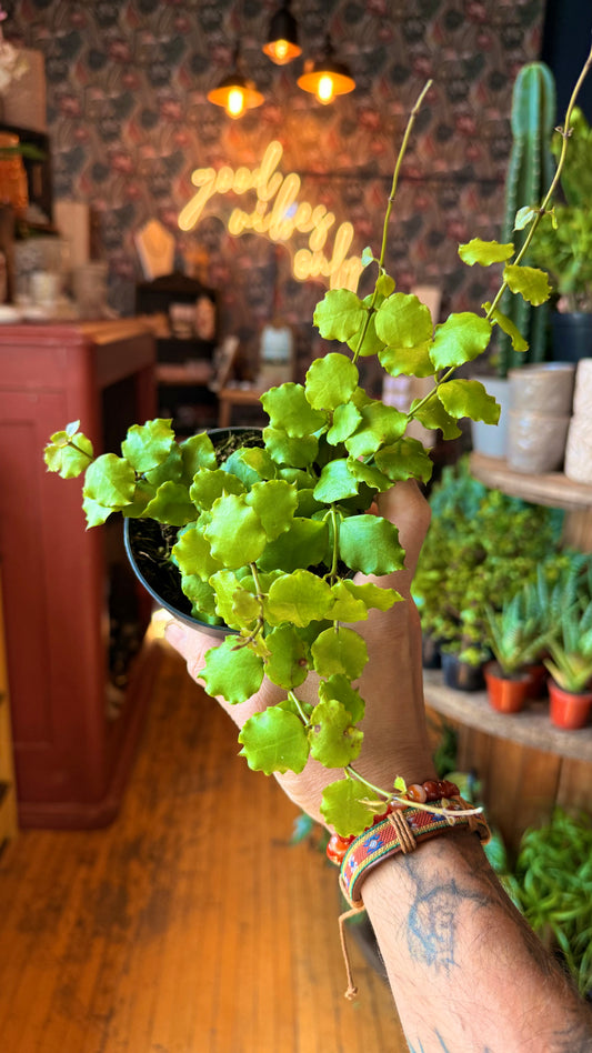 4” Hoya Kanyakumariana