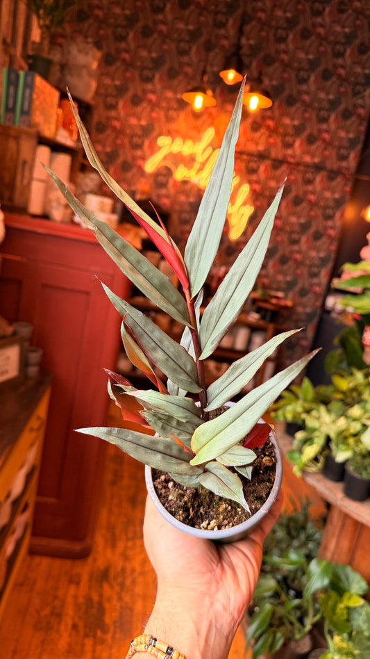 4” Red Rueben Ginger Plant