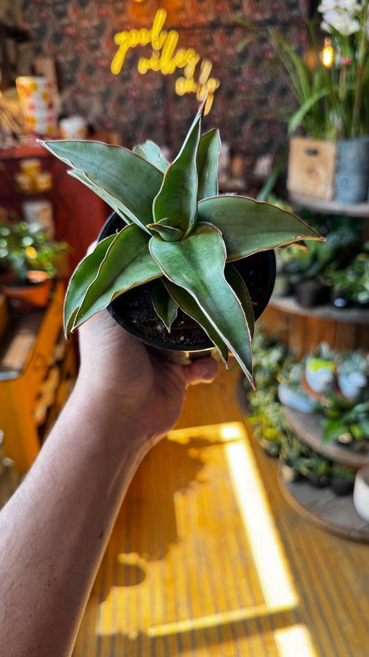 4” Blue Kew Sansevieria