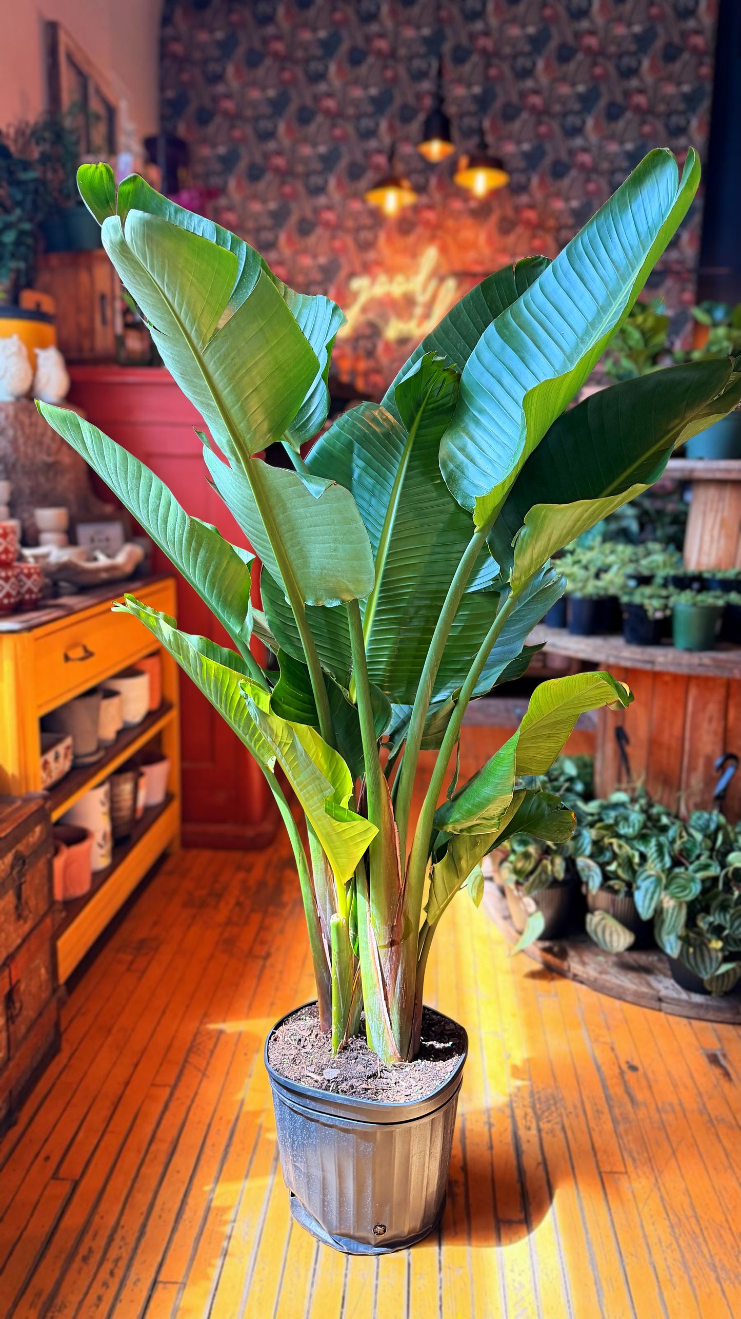 14” Birds of Paradise