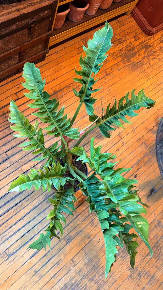 10” Ring of Fire Philodendron