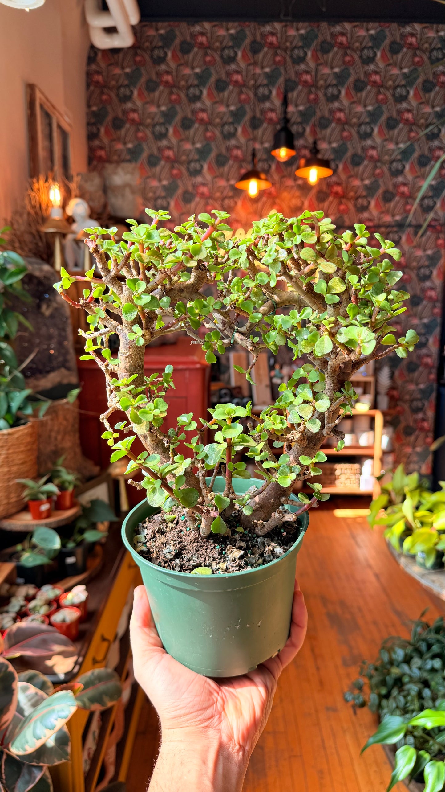 6” Jade Heart Bonsai
