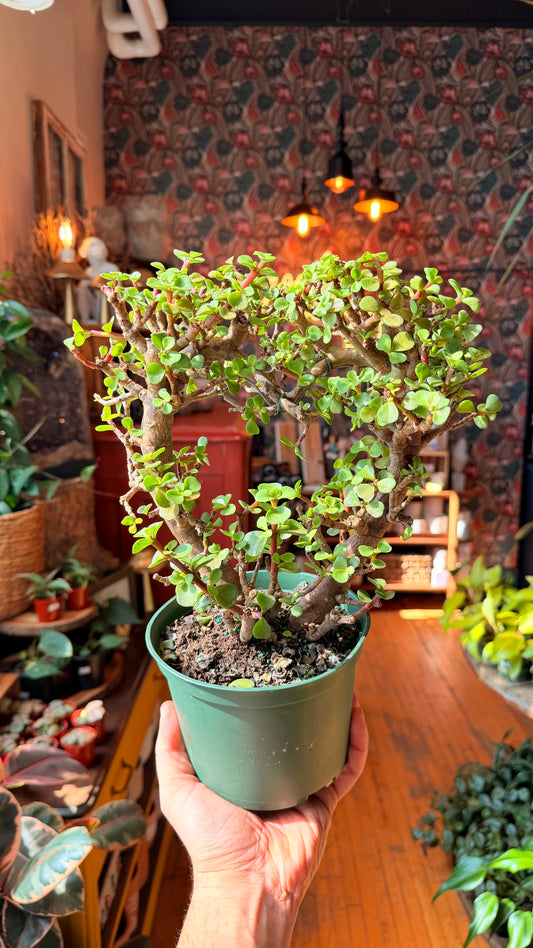 6” Jade Heart Bonsai