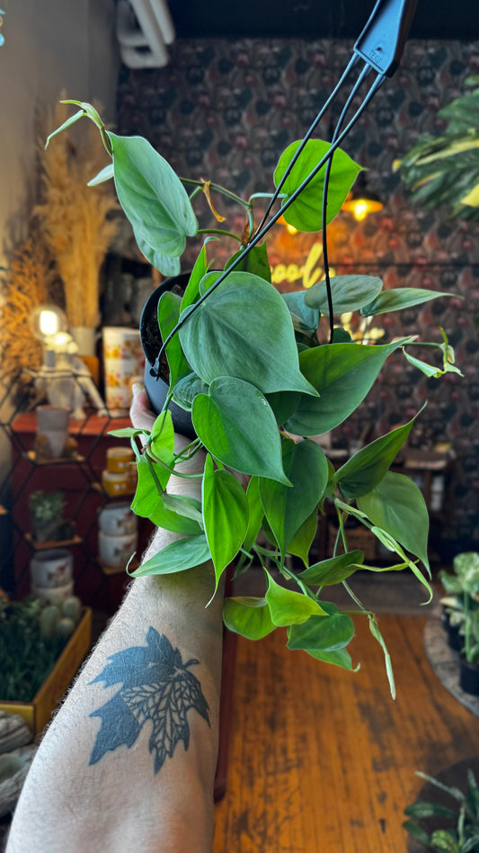 6” Cordatum Green Philodendron