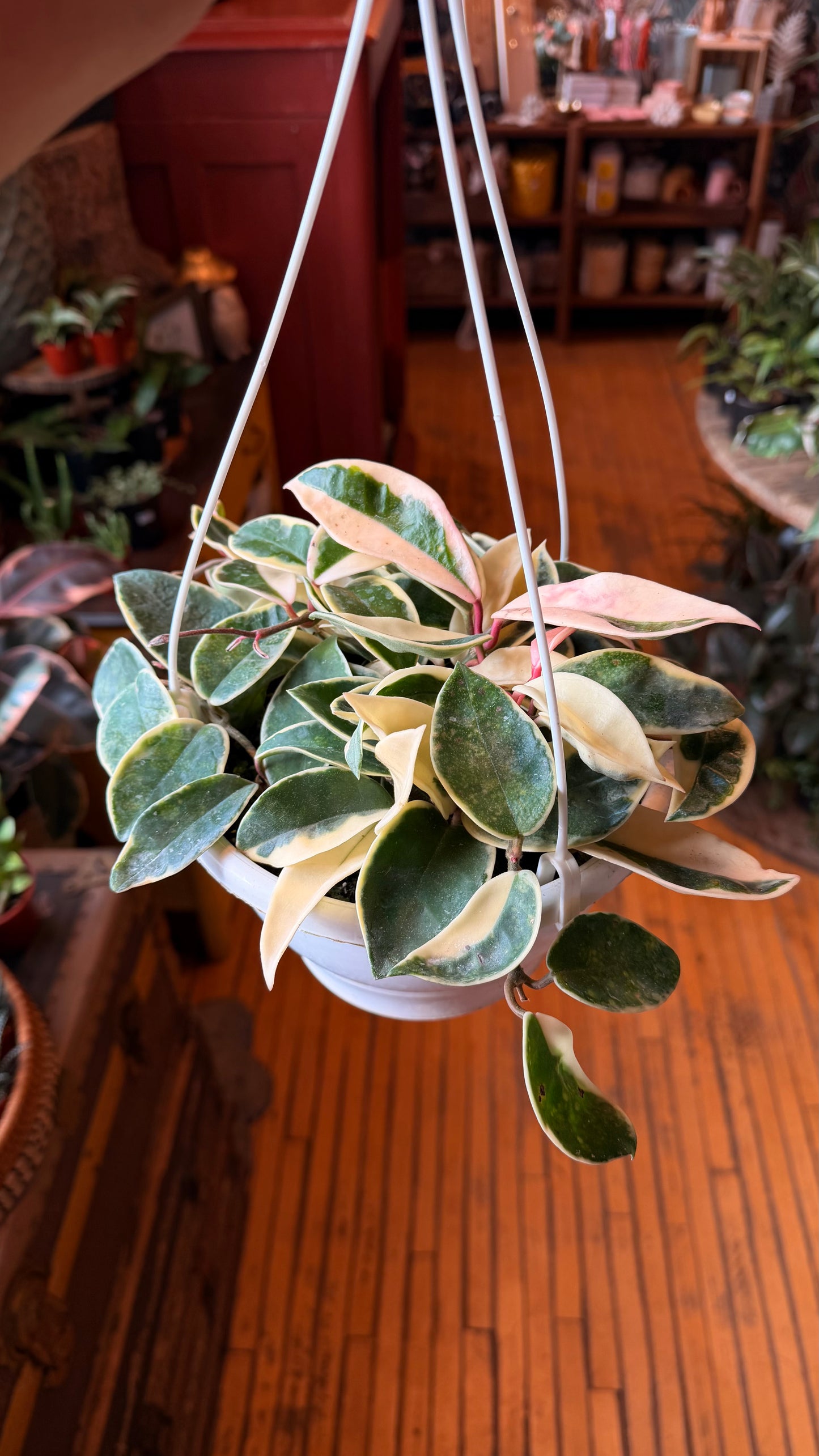 8” Krimson Queen Hoya