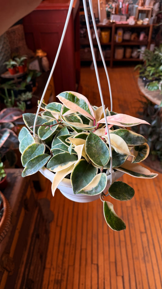 8” Krimson Queen Hoya