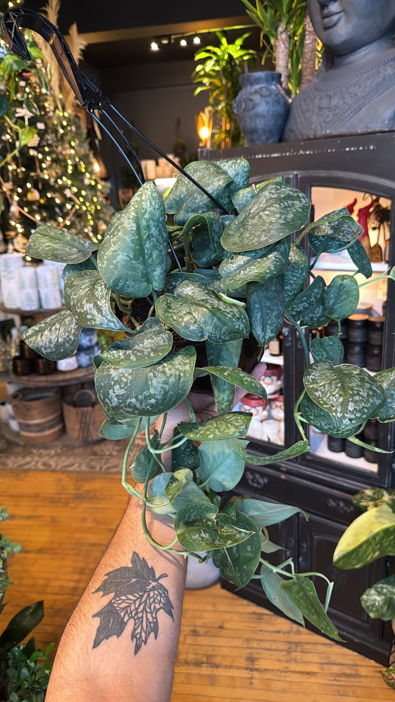 8” Mount Salak Scindapsus