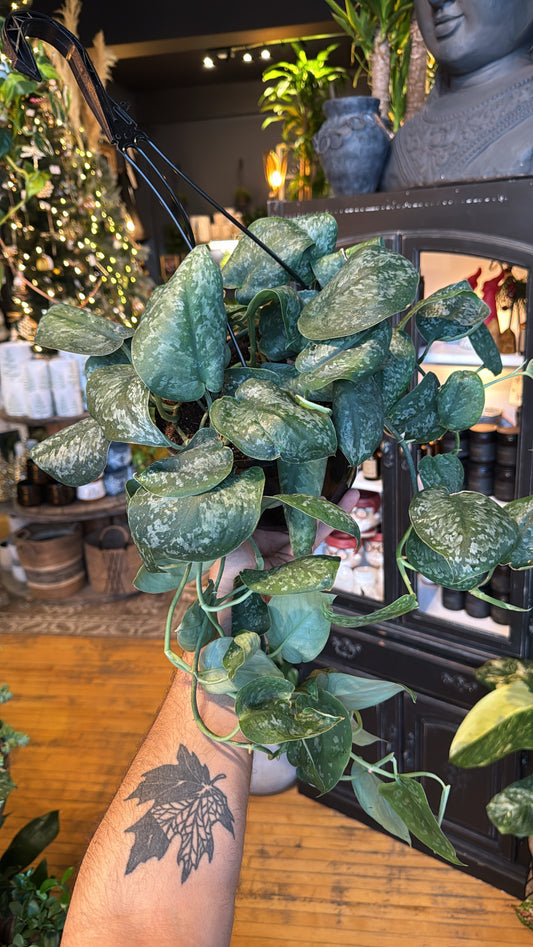 8” Mount Salak Scindapsus