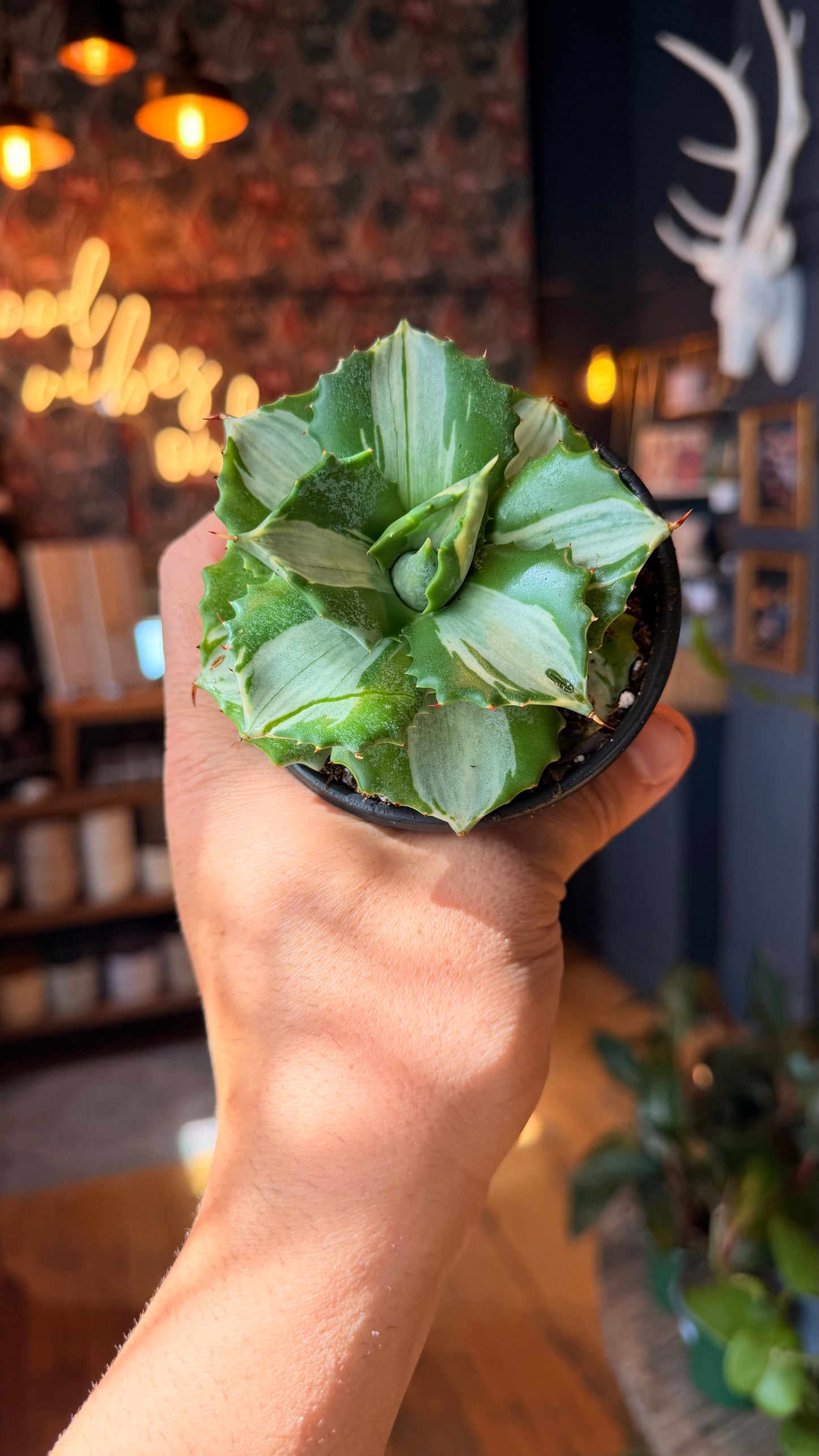 3.5” Agave Ohi Raijin Shiro Nakafu Variegated