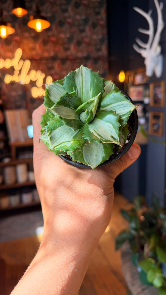 3.5” Agave Ohi Raijin Shiro Nakafu Variegated