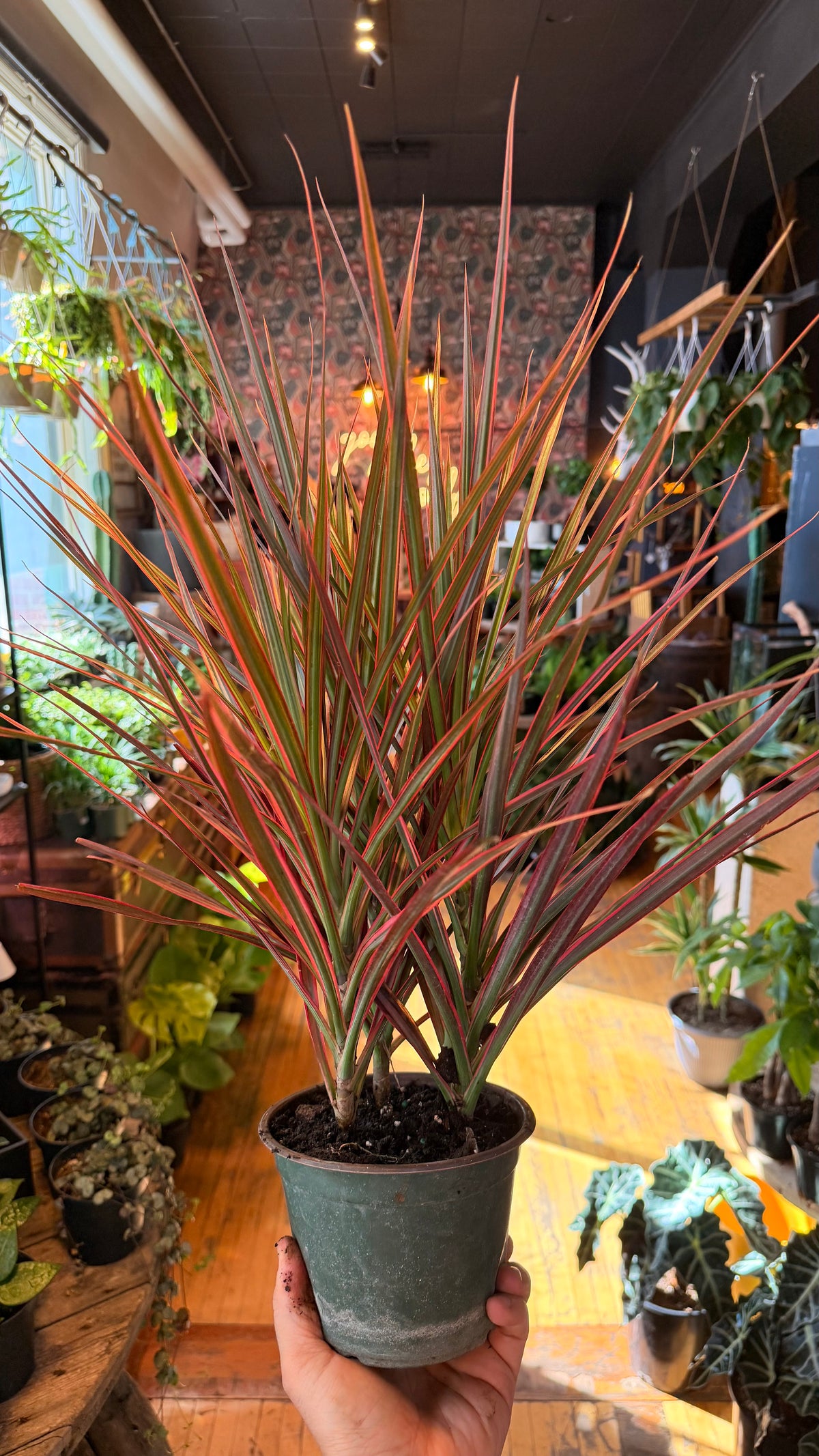 6” Colorama Dracaena