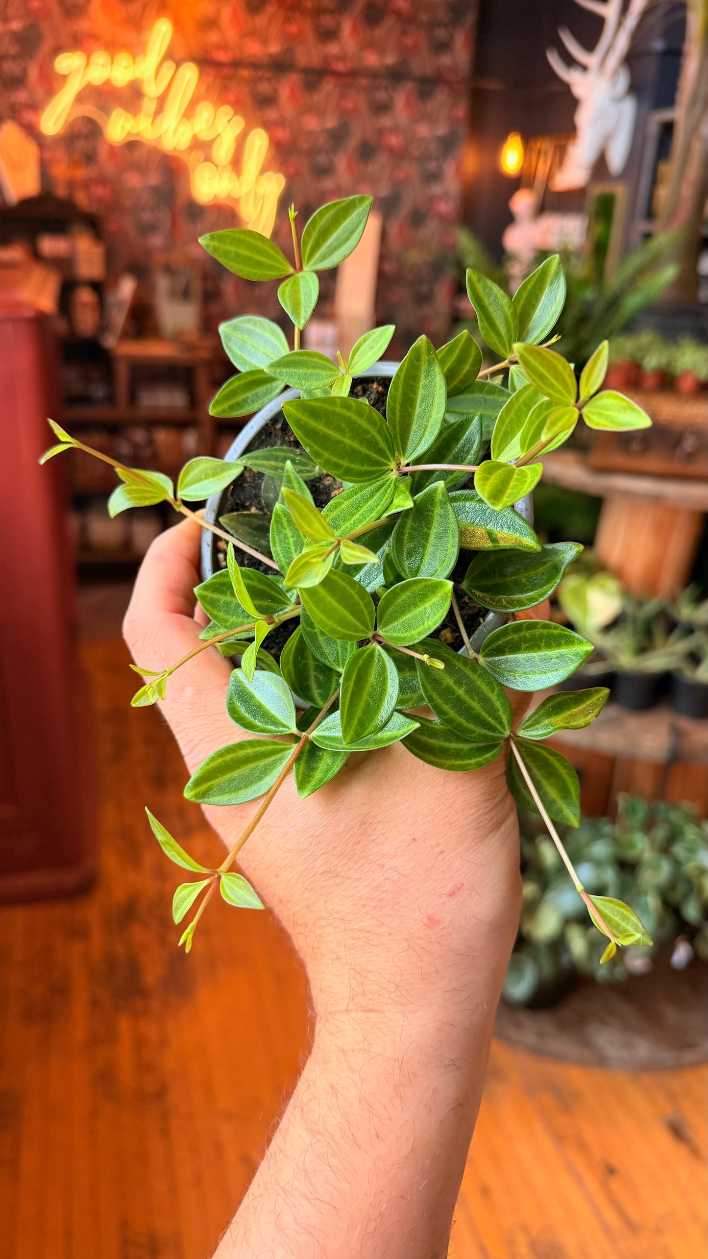 4” Peperomia Beetle