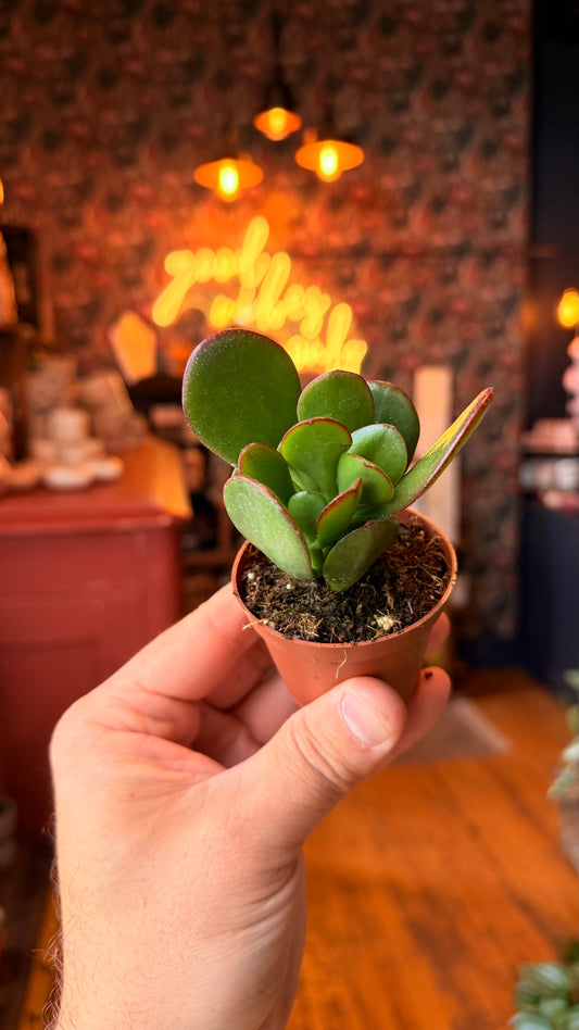 2.5” Crassula Sunset Jade Plant