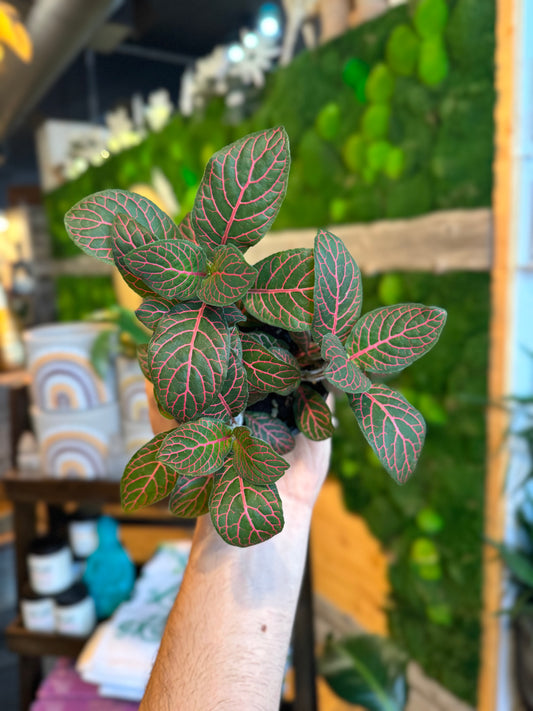 4” Fittonia Nerve Plant Red