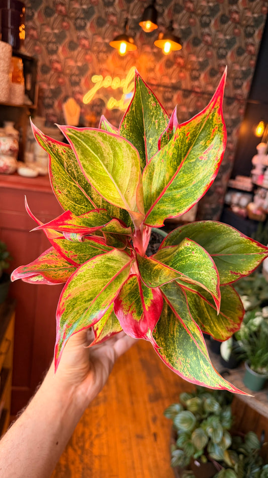 6” Creta Aglaonema