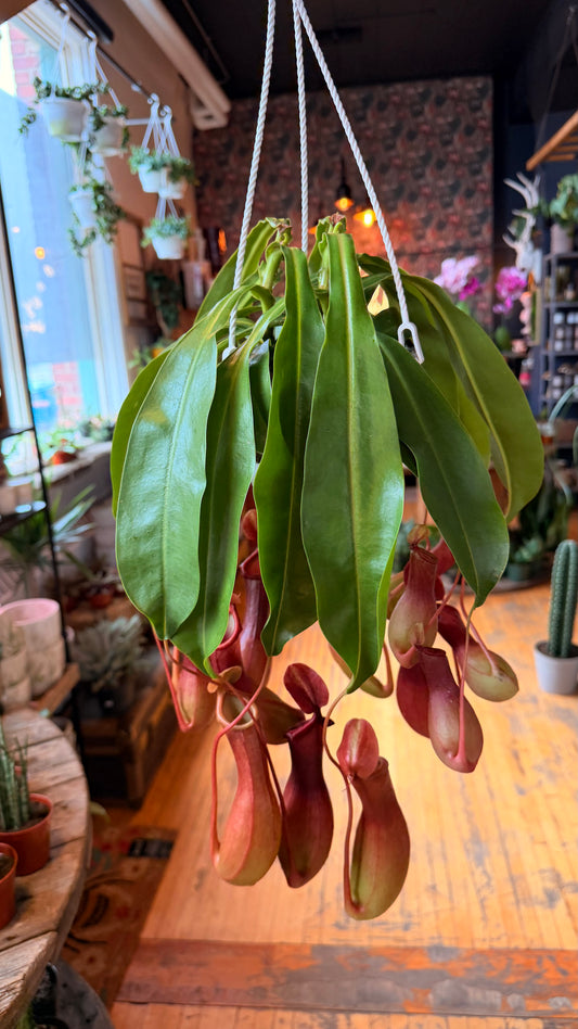 6.5” Long Leaf Pitcher Plant