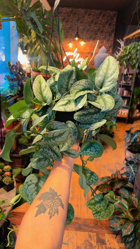6.5” Satin Pothos