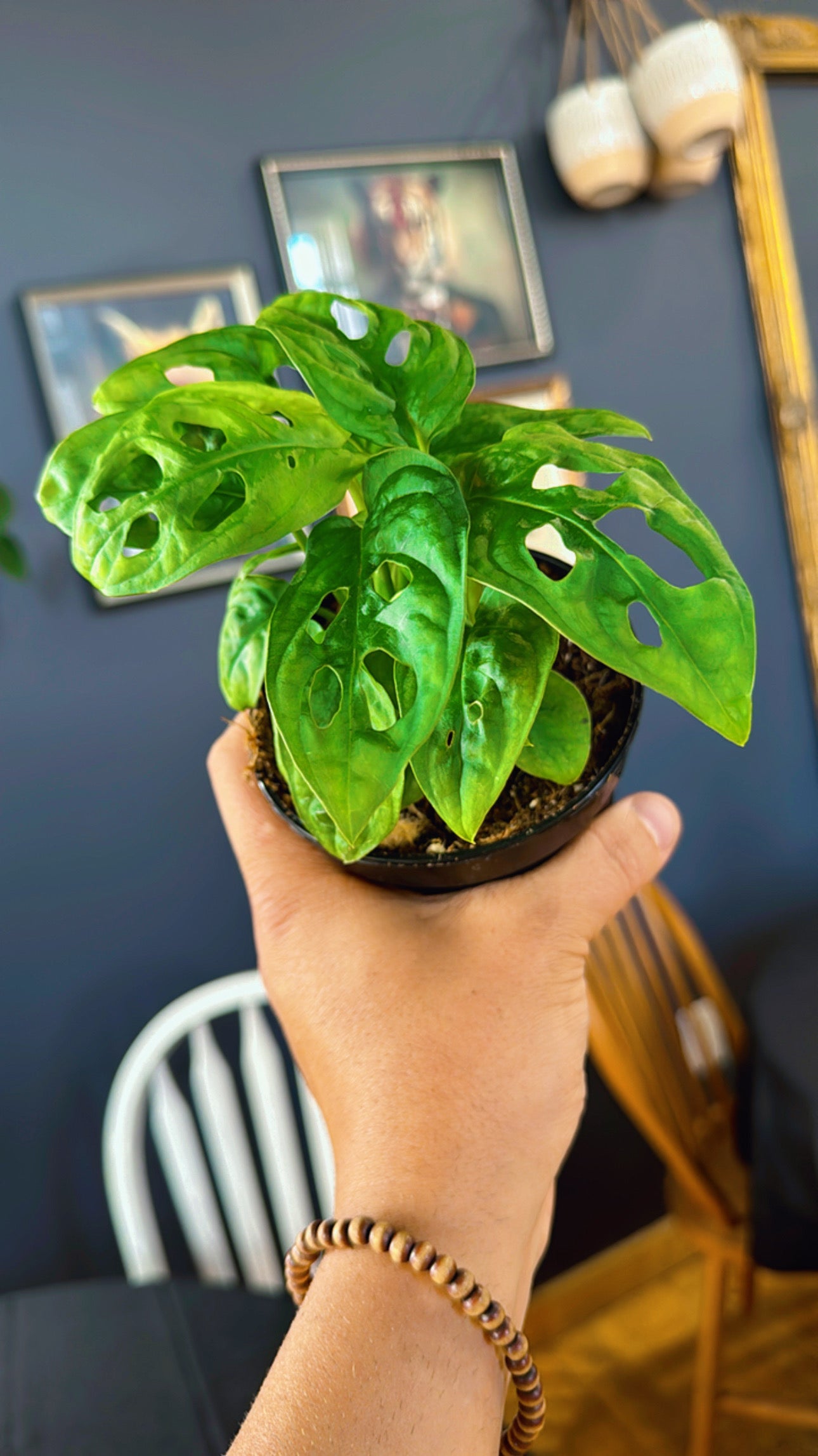 4” Monstera Acuminta