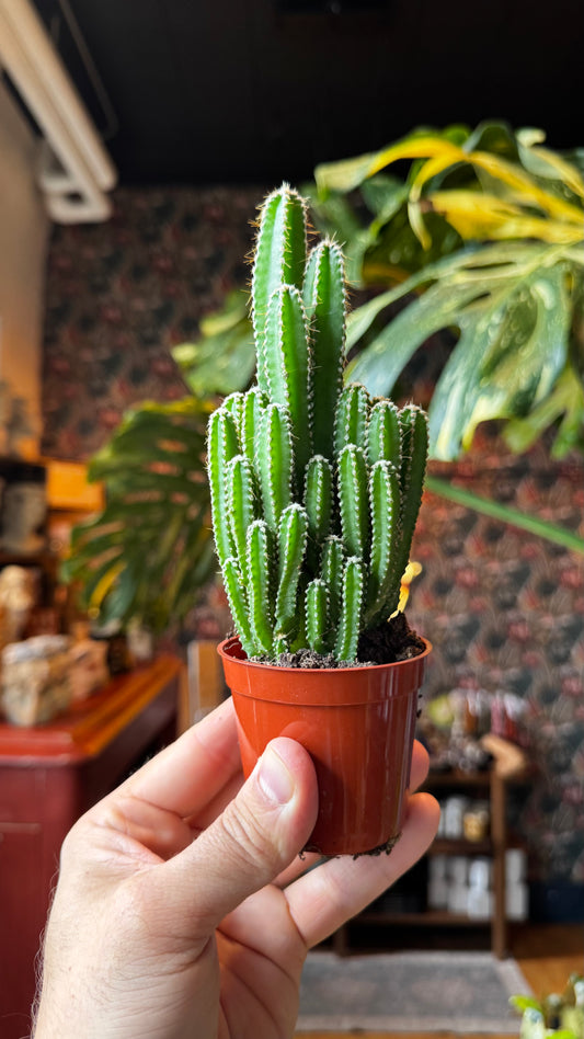 2.5” Fairy Castle Cactus