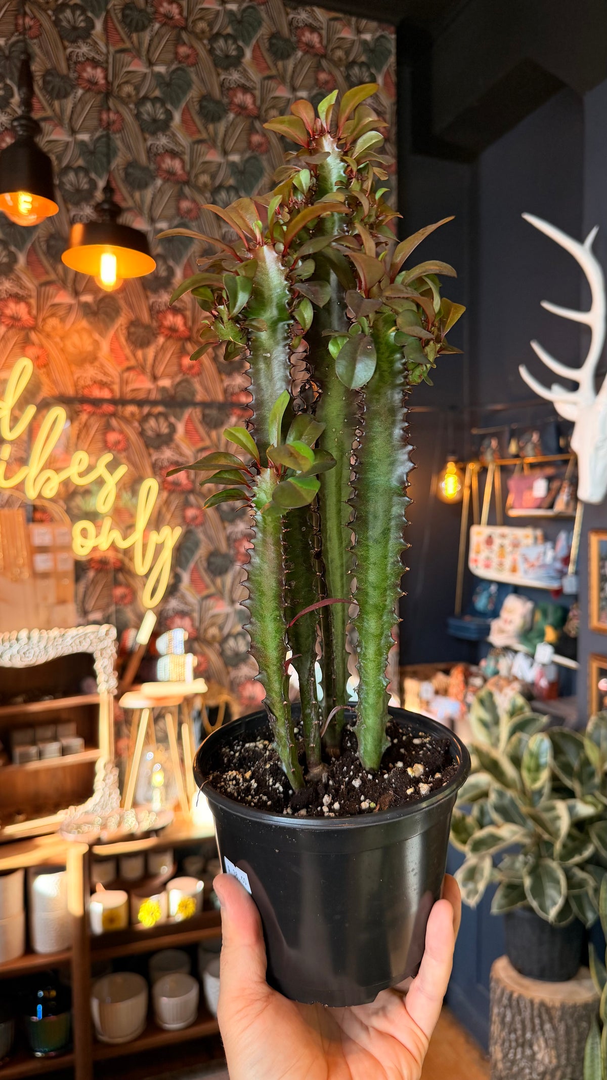 6” Red Trigona Euphorbia