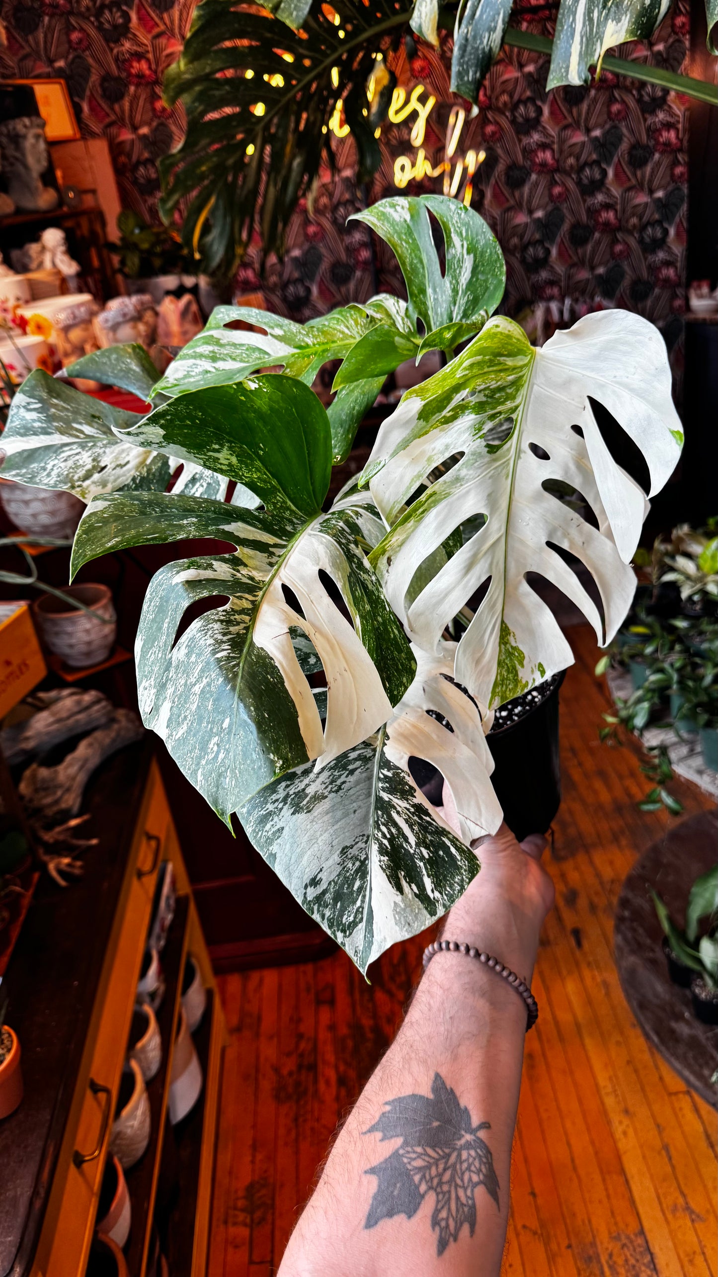 1 Gallon - Monstera Albo Borsigiana Variegated