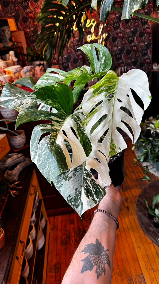 1 Gallon - Monstera Albo Borsigiana Variegated