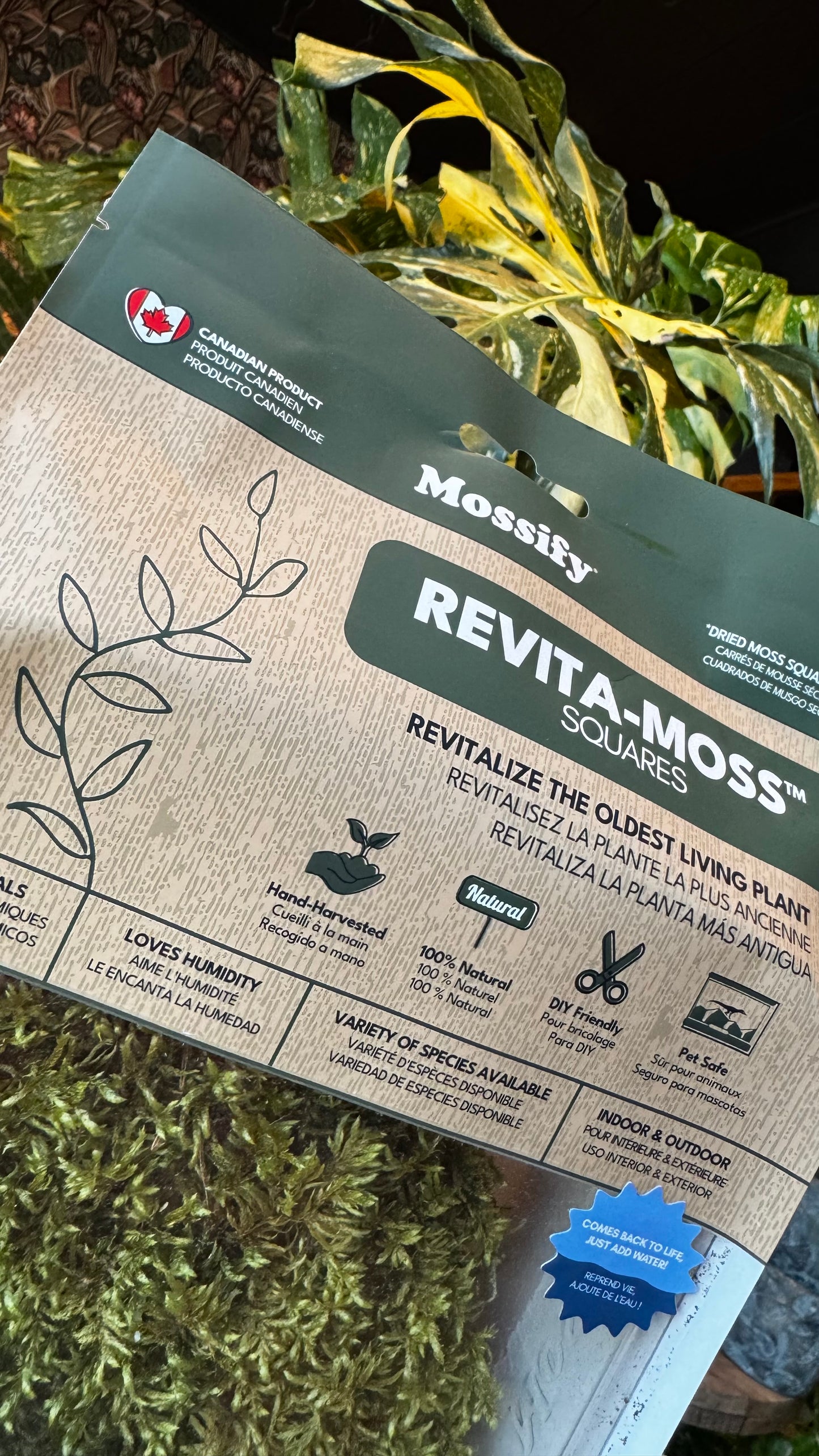 Revita-Moss - Zombie Moss Sqaure