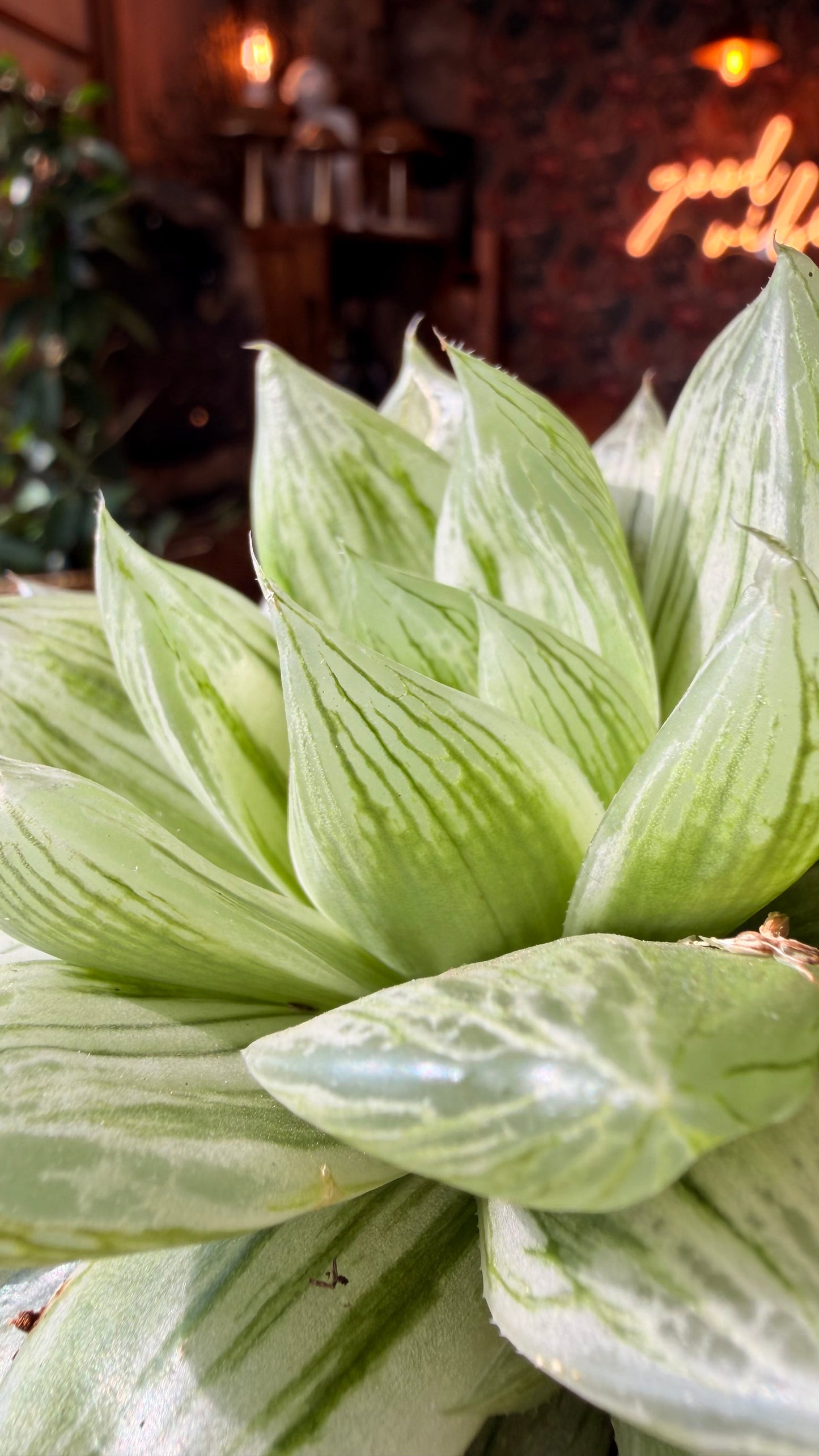 4” Haworthia Cooperi Variegated
