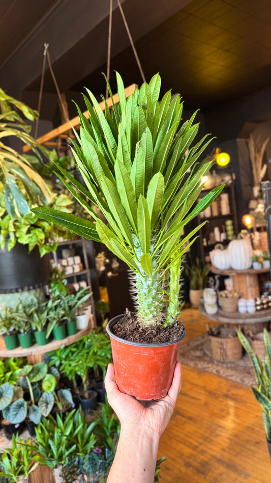 6” Madagascar Palm