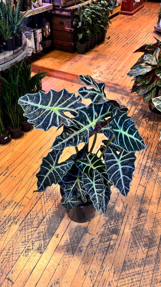 10” Amazonica Polly Alocasia
