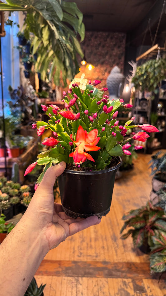 6” Christmas Cactus Assorted