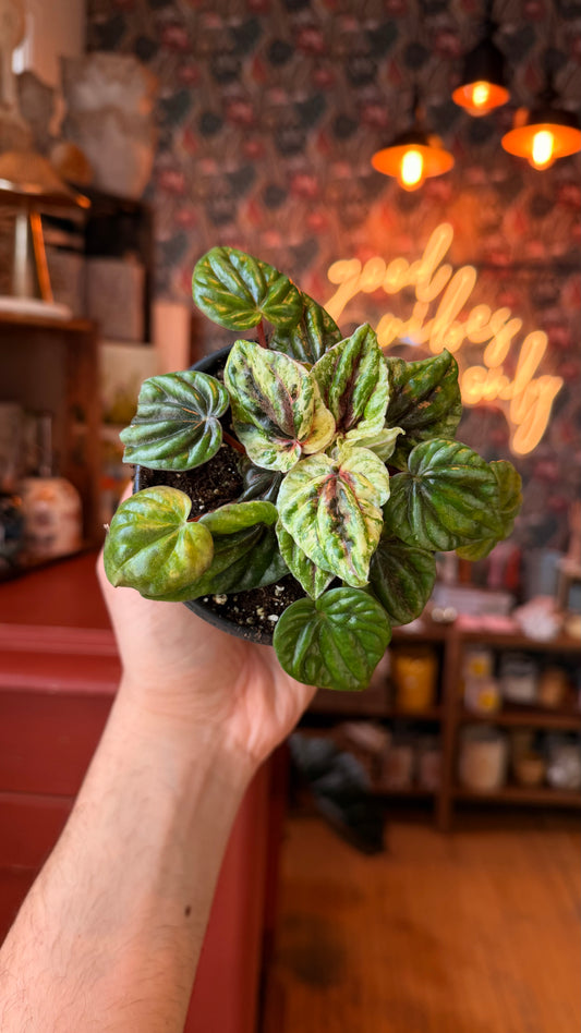 4” Peperomia Buenos Aires Varigated