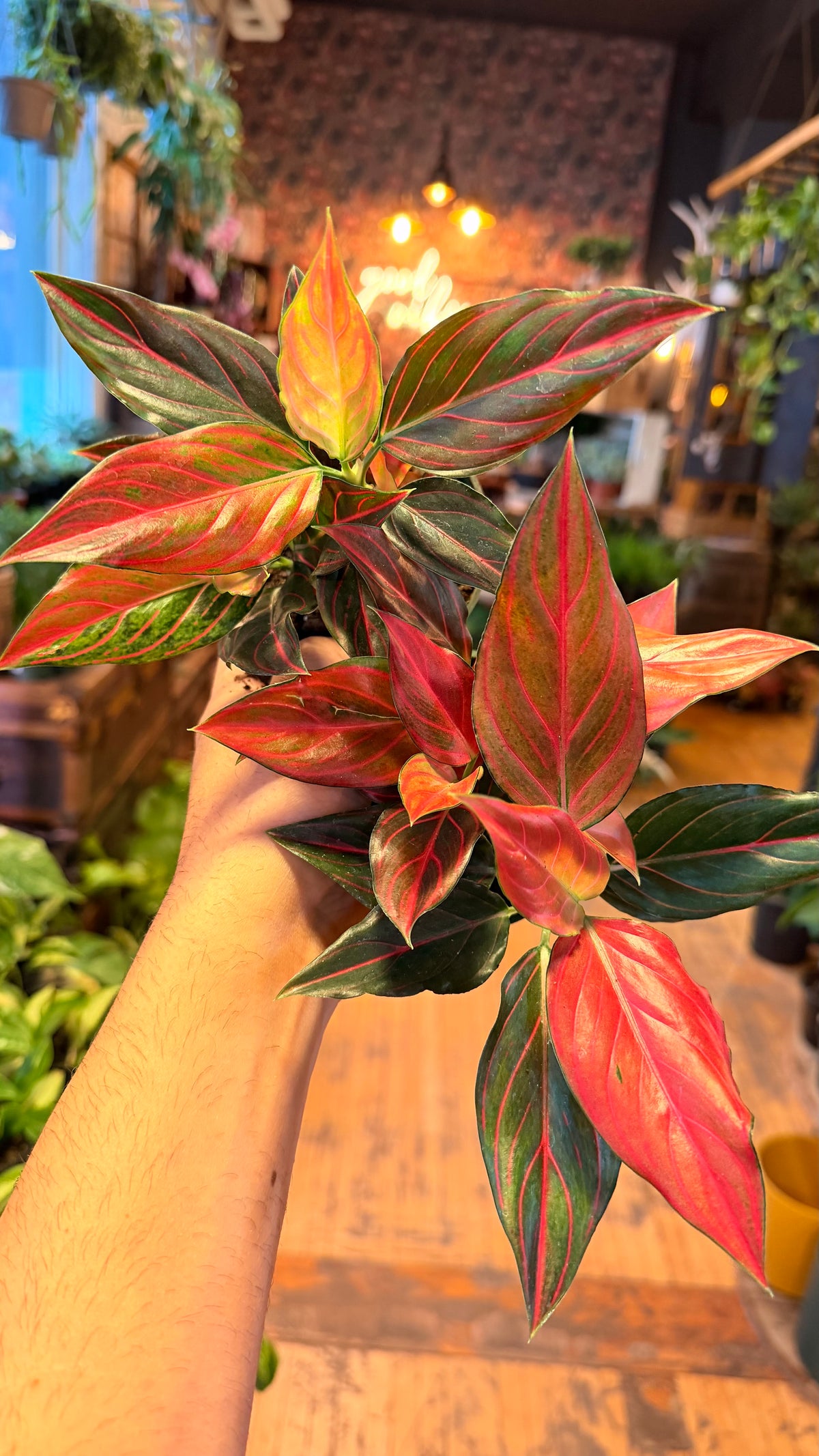 4” Chocolate X Red Rein Aglaonema