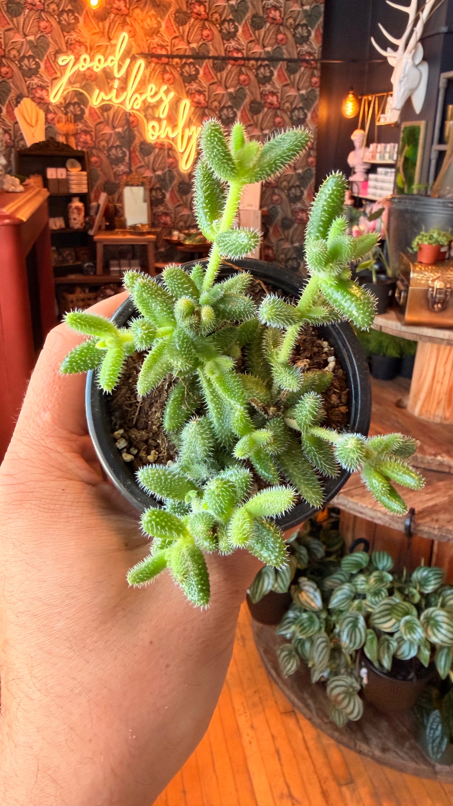 3.5” Pickle Plant