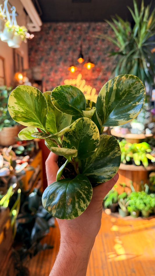 4” Peperomia Marble