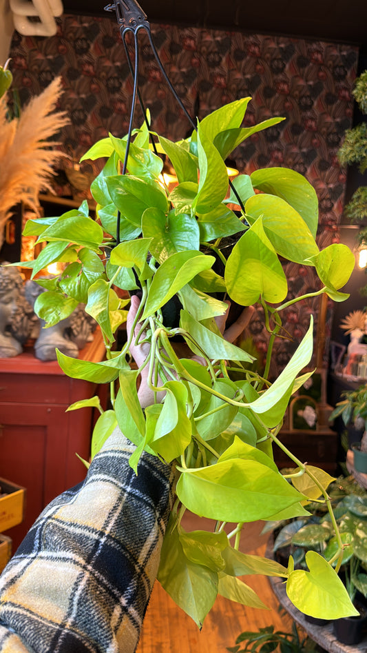 8” Neon Pothos