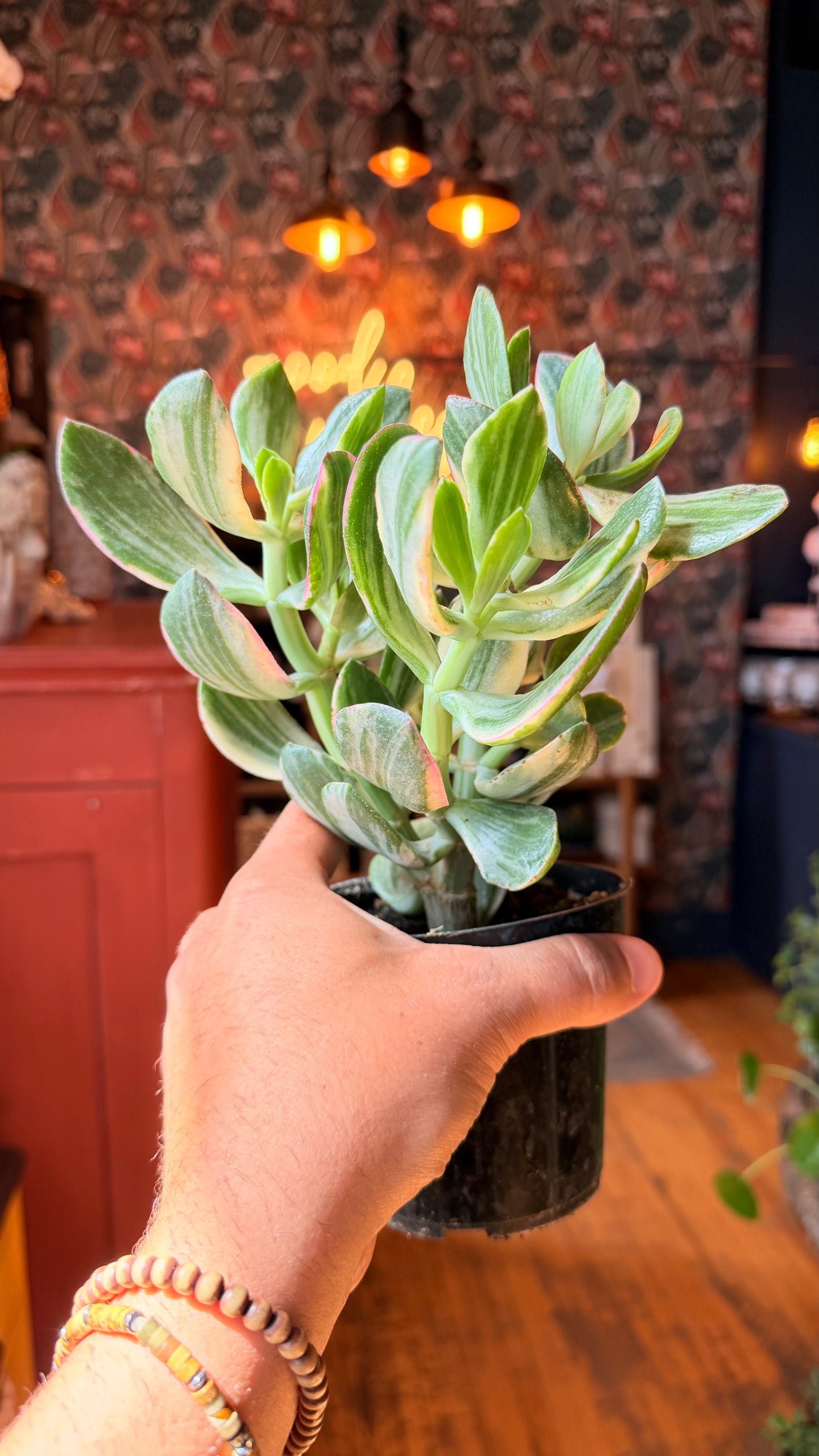 4” XL Variegated Crassula Jade Plant