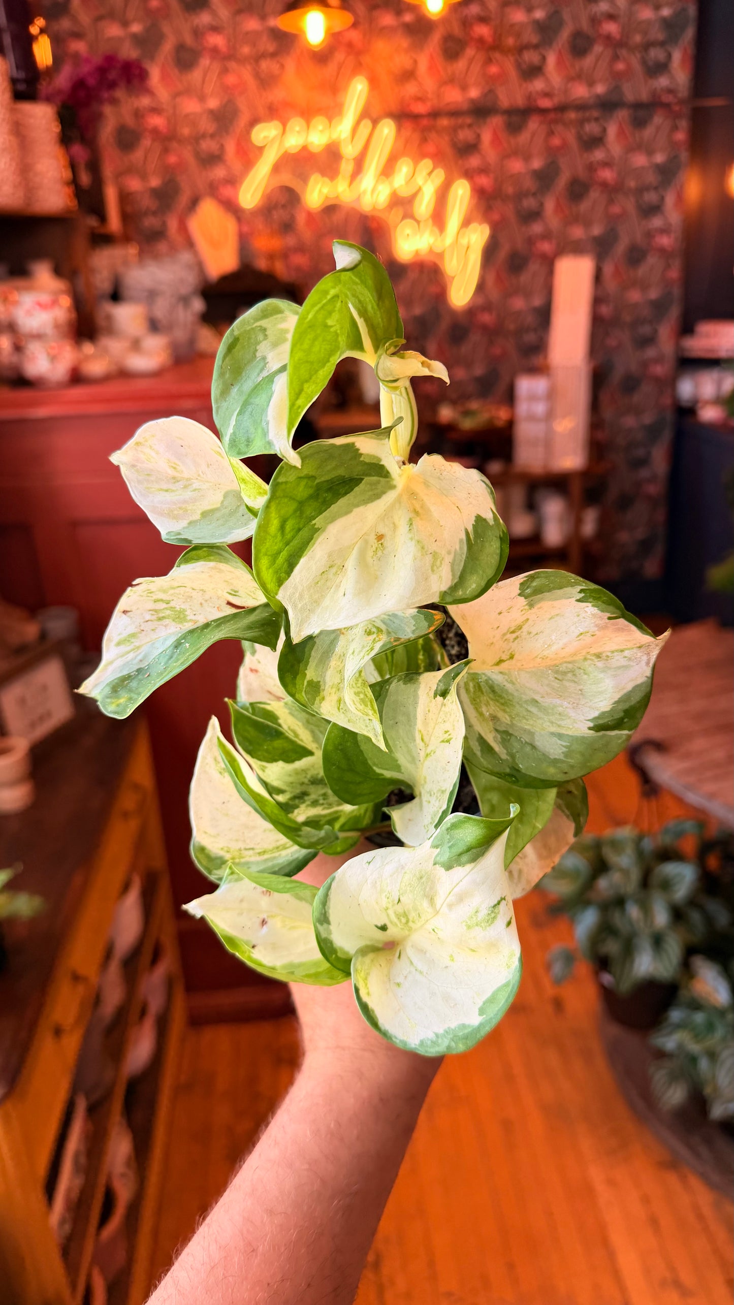 4” Manjula Pothos