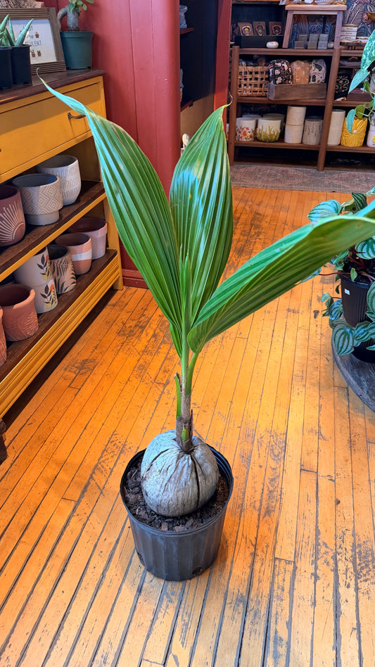 10” Coconut Palm