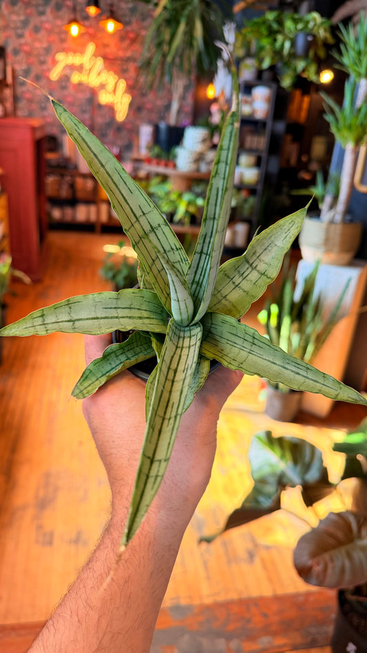 4” ‘Long White’ Snake Plant