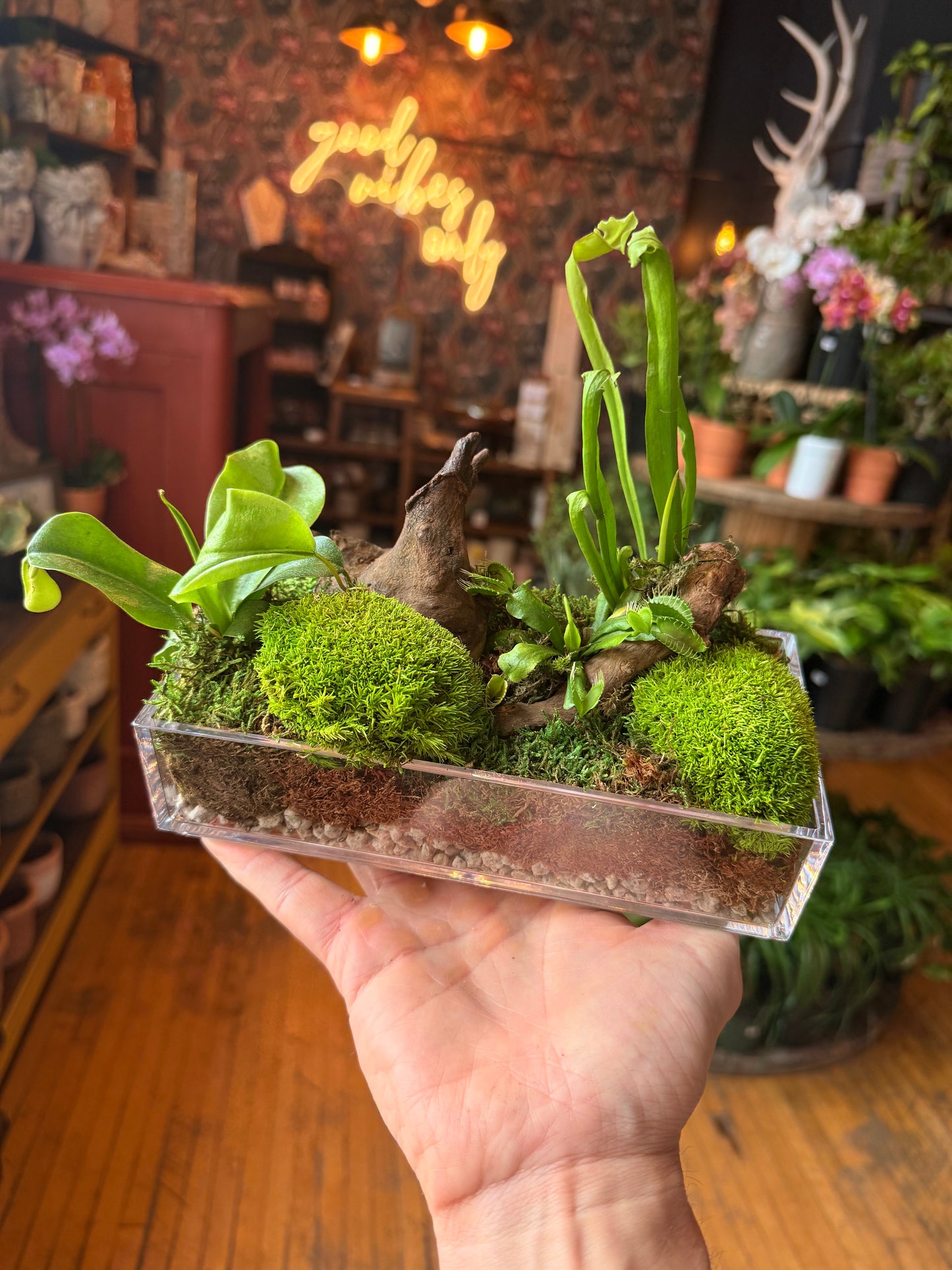 Carnivorous Forest Garden Workshop